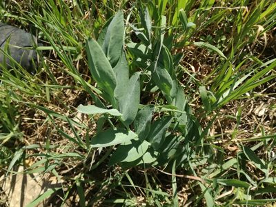 Lathyrus ochrus, photographed by Andrea Meucci