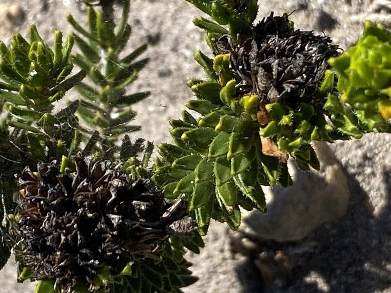 Agathosma eriantha, photographed by Christina