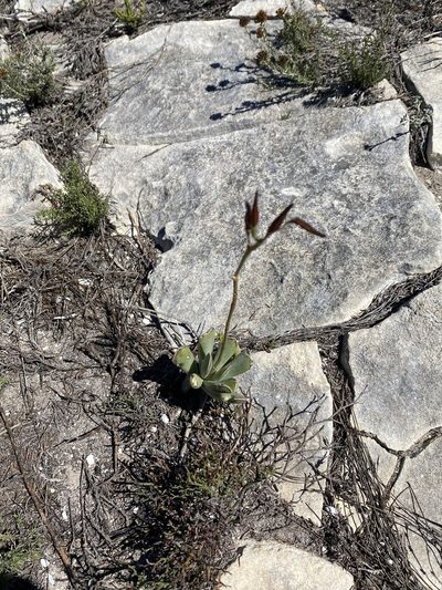 Adromischus caryophyllaceus, photographed by Christina