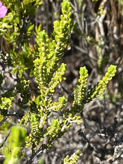 Passerina galpinii, photographed by Christina