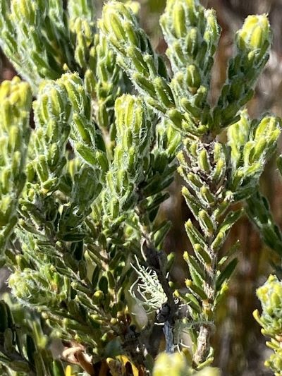 Agathosma serpyllacea, photographed by Christina