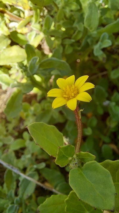 Arctotis perfoliata, photographed by kevin koen