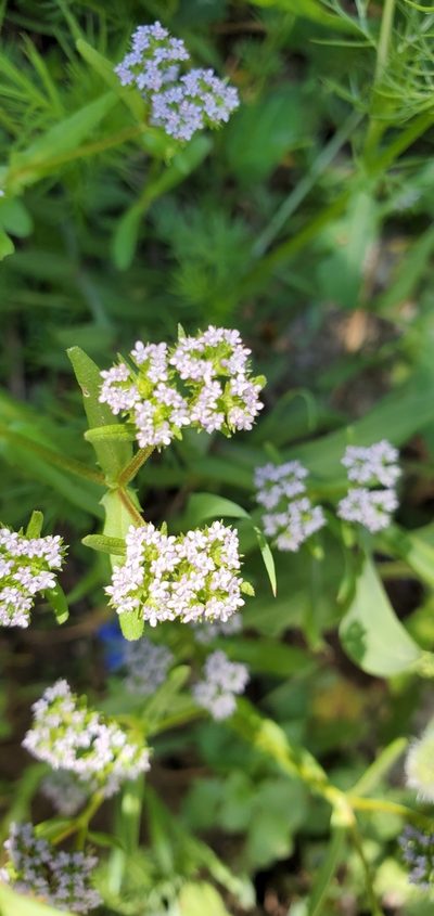 Valeriana eriocarpa, photographed by Silvia Scandura