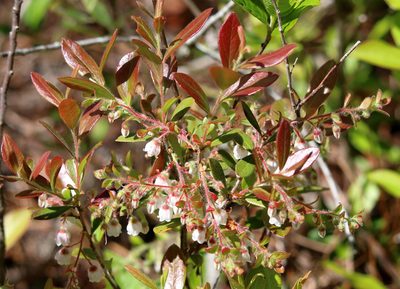 Gaylussacia mosieri, photographed by Lauren McLaurin