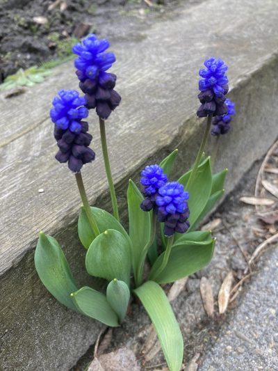 Muscari latifolium, photographed by Andre Hosper