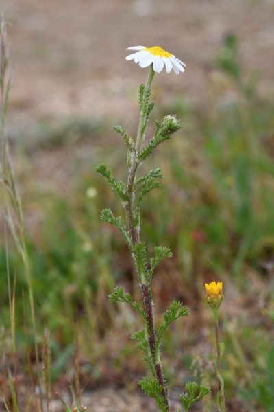 Cladanthus mixtus, photographed by Paulo Martins