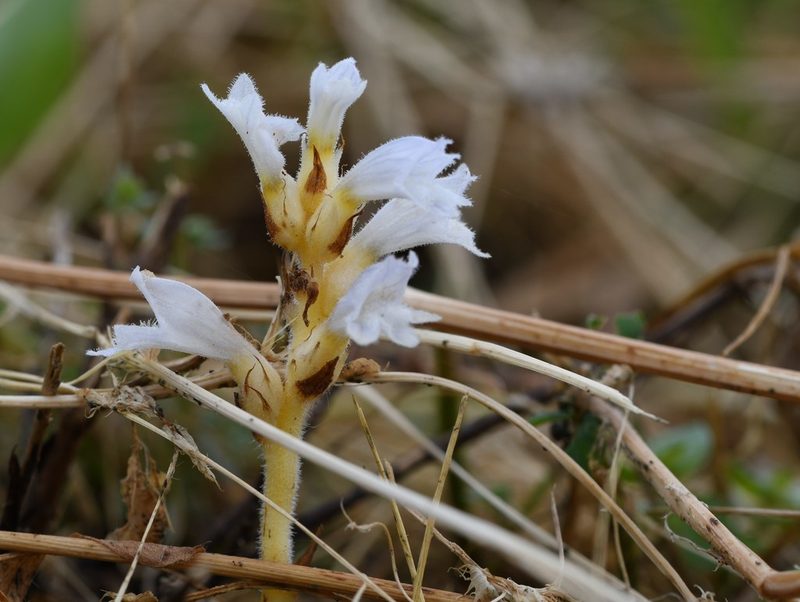 Orobanche mutelii, photographed by Paulo Martins