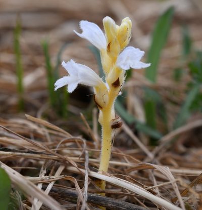 Orobanche mutelii, photographed by Paulo Martins