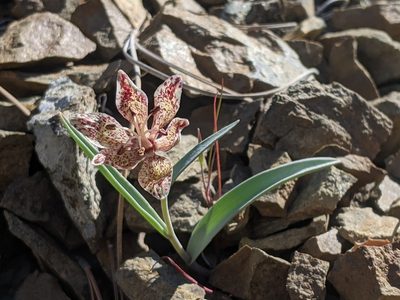 Fritillaria falcata, photographed by My-Lan Le