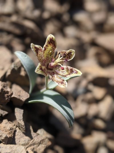 Fritillaria falcata, photographed by My-Lan Le