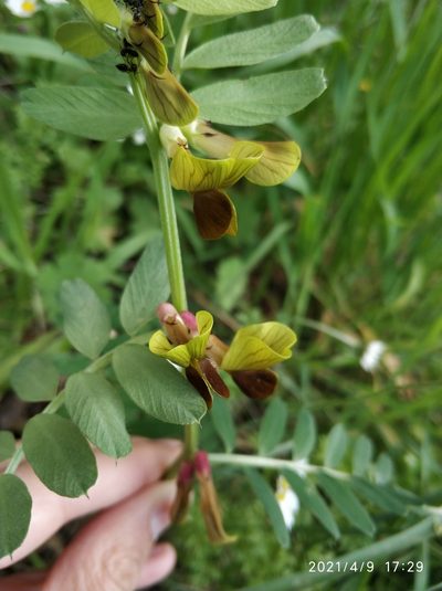 Vicia melanops, photographed by Tandoğan ORUZ