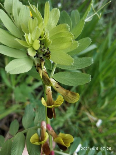 Vicia melanops, photographed by Tandoğan ORUZ