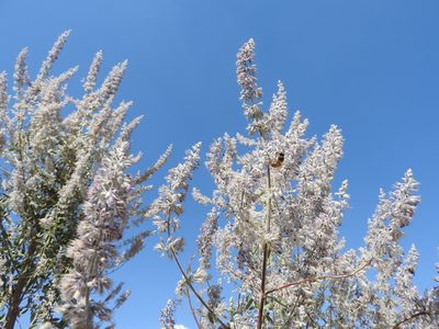 Condea albida, photographed by Oscar Alejandro Morales Juárez