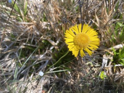 Helenium pinnatifidum, photographed by Dwight Kingsbury