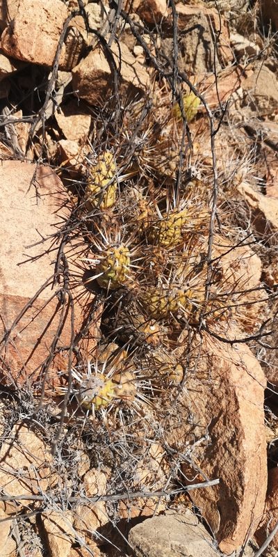 Maihueniopsis crassispina, photographed by Darío De la Fuente