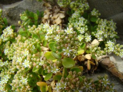 Polycarpon polycarpoides, photographed by Jean-Paul Boerekamps