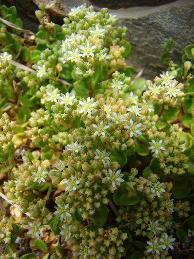 Polycarpon polycarpoides, photographed by Jean-Paul Boerekamps