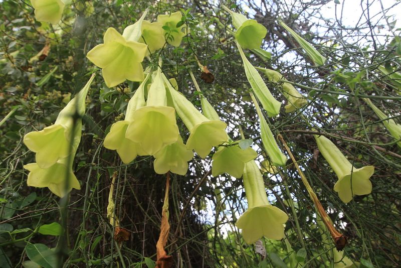 Catesbaea ekmaniana, photographed by Brian Oakes Haiti Hunter