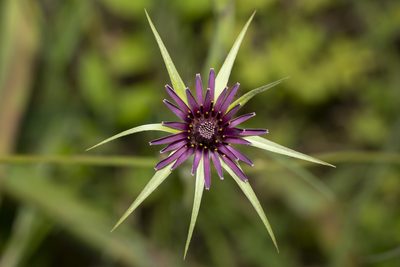 Tragopogon coelesyriacus, photographed by Eleftherios Katsillis