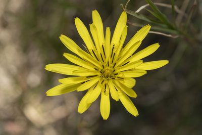 Pseudopodospermum elatum, photographed by Eleftherios Katsillis