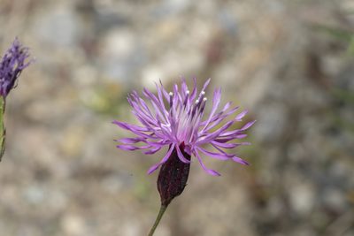 Crupina crupinastrum, photographed by Eleftherios Katsillis