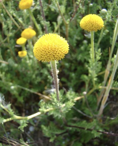 Porophyllum leiocarpum, photographed by Jean-Paul Boerekamps