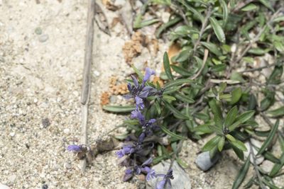 Polygala venulosa, photographed by Eleftherios Katsillis