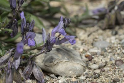 Polygala venulosa, photographed by Eleftherios Katsillis