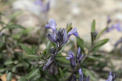 Polygala venulosa, photographed by Eleftherios Katsillis