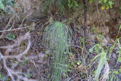 Asphodeline liburnica, photographed by Eleftherios Katsillis