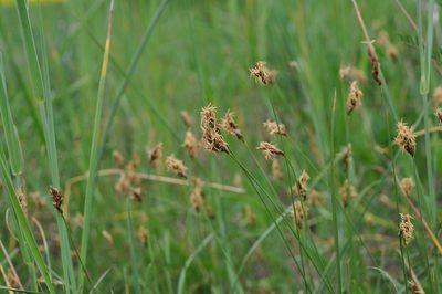 Carex divisa, photographed by Josep Gesti
