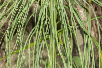 Asphodeline liburnica, photographed by Eleftherios Katsillis