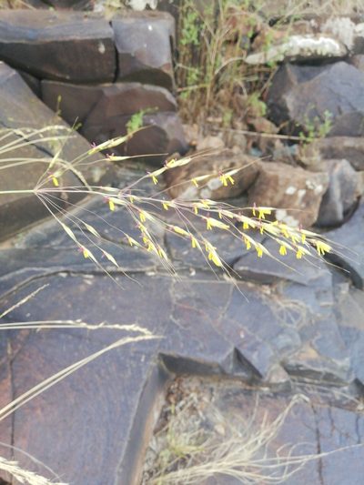 Chrysopogon serrulatus, photographed by Christiaan Viljoen