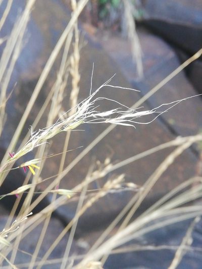 Chrysopogon serrulatus, photographed by Christiaan Viljoen