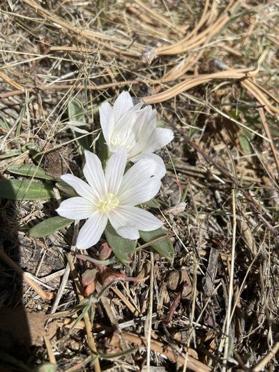 Lewisia brachycalyx, photographed by Grant Chovil