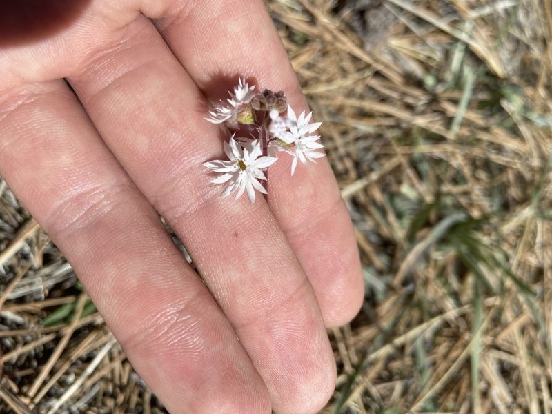 Lithophragma tenellum, photographed by Grant Chovil