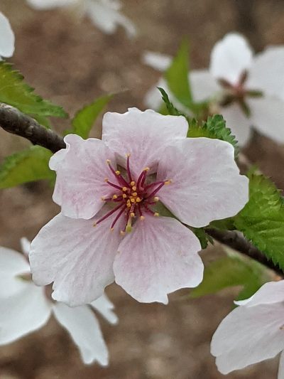 Prunus incisa, photographed by Alan Prather