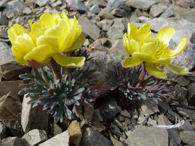 Ranunculus haastii, photographed by Murray Dawson