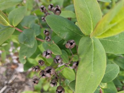 Hypericum hircinum, photographed by Piermario Maculan