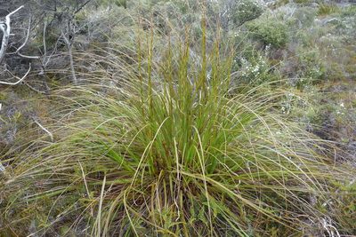 Gahnia rigida, photographed by Murray Dawson