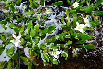 Liparophyllum gunnii, photographed by Murray Dawson