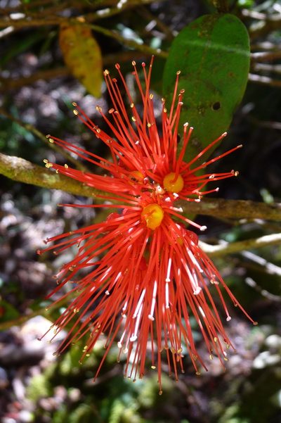Metrosideros parkinsonii, photographed by Murray Dawson