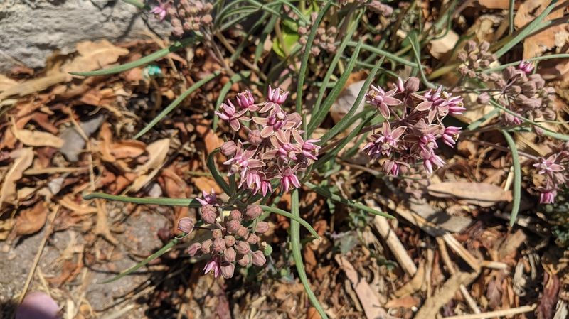 Asclepias fournieri, photographed by IA braham
