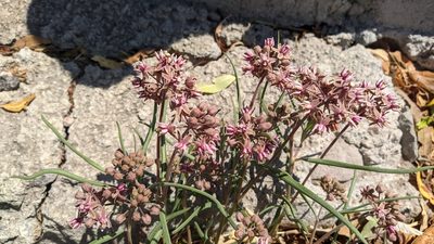 Asclepias fournieri, photographed by IA braham