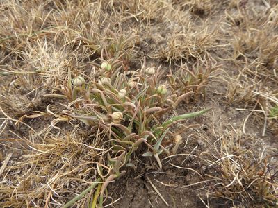 Euphorbia trichadenia, photographed by Andrew Hankey