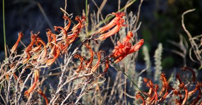 Tylecodon grandiflorus, photographed by Tony Rebelo