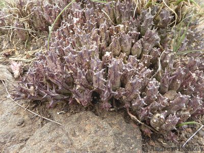 Orbea cooperi, photographed by Andrew Hankey