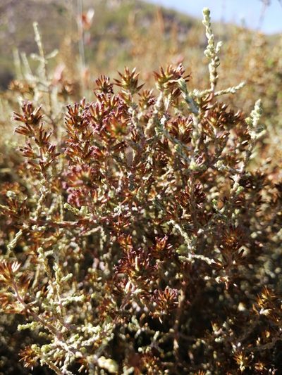 Stoebe intricata, photographed by Danie Palm