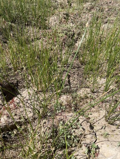Eleocharis macrostachya, photographed by Jim Riley