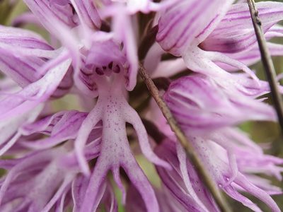 Orchis italica, photographed by João Valença